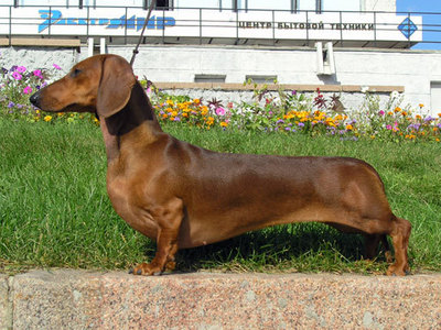  Which of the following type of áo, áo khoác is NOT found in dachshunds?