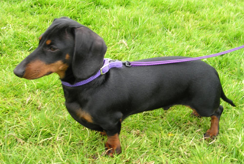  It is commonly known that dachshunds were originally bred to hunt badgers, but what other animal were dachshunds bred to hunt?