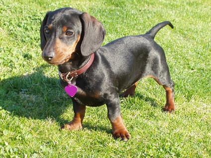  What does the Dachshund's name mean?