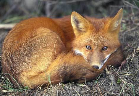 Which of the following field markings is most helpful in identifying a red fox?