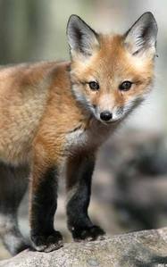 The red fox is not native to the United States, but was imported from England by foxhunters.
