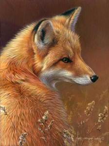 The red fox is not native to Australia, but was imported from England by foxhunters.