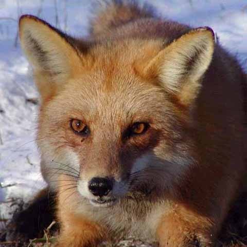 red fox spirit