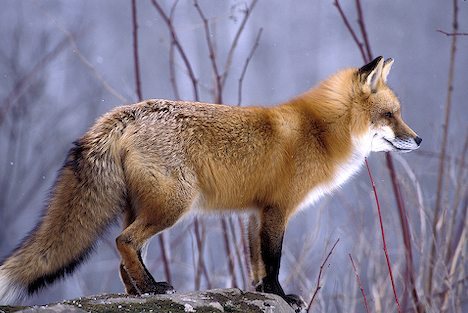 Do male red foxes help care for their young?