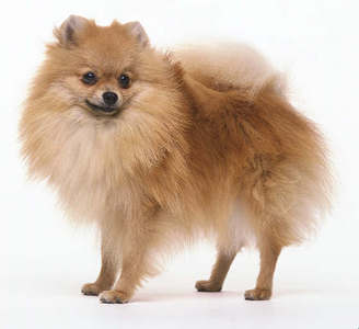 Pomeranians are superb watchdogs, as they bark whenever they sense danger.