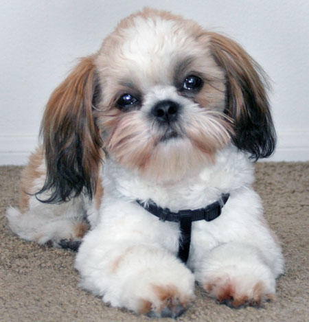  Shih Tzu are sometimes compared to which flower?