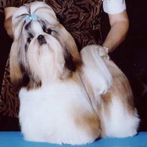  What is the temperament of the Shih Tzu breed (allowing for individual differences)?