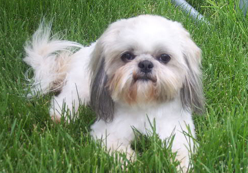  Shih Tzu need to be groomed frequently.