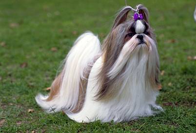  Which of these health problems are Shih Tzu prone to?