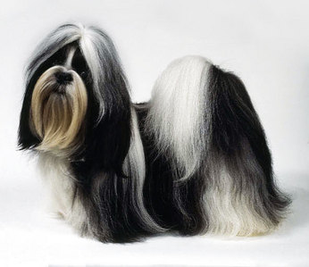  What does the name "Shih Tzu" mean?