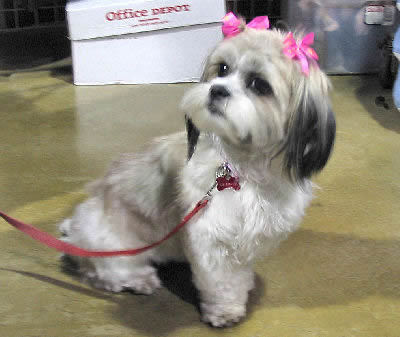  Which of the following is the most appropriate activity for Shih Tzu?