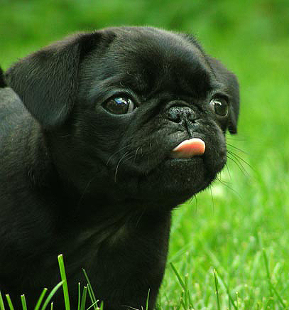  A young pug's muzzle is usually what color?