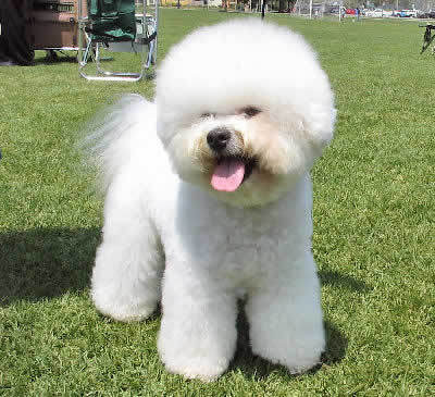  The Bichon Frisé is commonly considered a descendant of the Water spaniel (Barbet).