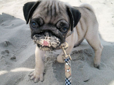  Pugs have breathing problems
