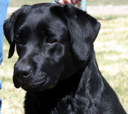  Which AKC group does the Labrador Retriever belong to?