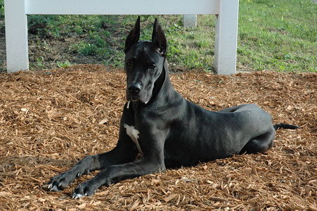  Can a breeding between 2 black Great Danes produce blue puppies?