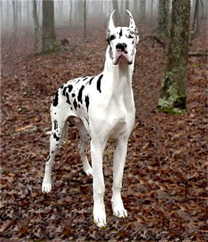  Great Danes are born with pointy ears.