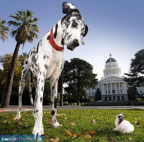  The Great Dane was named the state dog of which U.S. state?