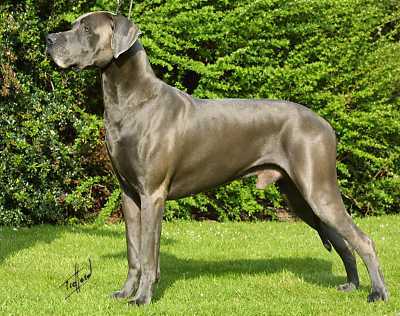  If tu were to breed a homozygous adular, fawn with a black mask to a homozygous blue, what colour cachorritos would they produce?