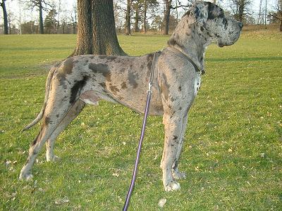  What of the following is a serious fault that is NOT allowed in the toon ring in the UK for a Harlequin Great Dane?