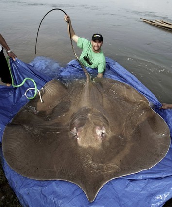 when was the largest FRESH WATER fish a stingray discoverd?