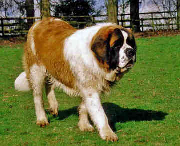  Saint-Bernard chó are called so because they were first bred in Clairvaux, when Saint-Bernard was the Abbot there.