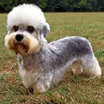  The breed of dog known as the "Dandie Dinmont" was named after a character in which of Sir Walter Scott's novels?