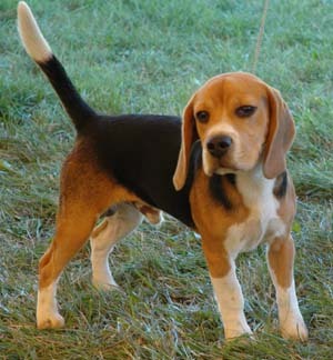  Beagles use tonguing while tracking rabbits. What is tonguing?
