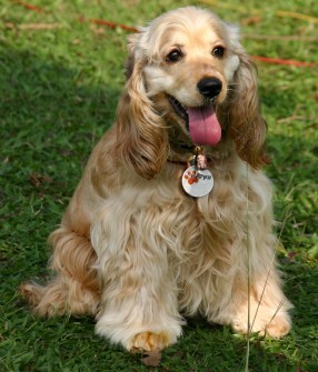  The cocker asong spaniel can be used for water retrieving.