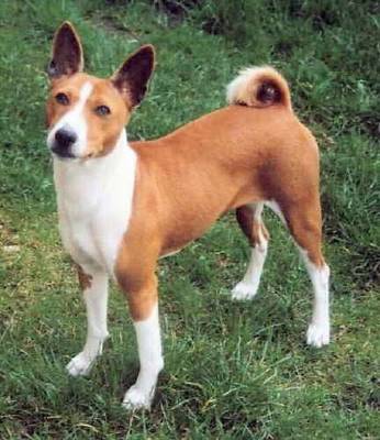  According to the African myth, Basenjis can't talk (bark) because...?