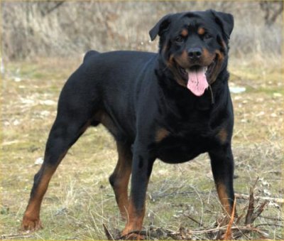According to the German myth, Rottweilers growls sound like thunder in their throats because they swallowed a thunder cloud.