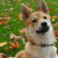  There are six distinct breeds of dog that hail from Japan. The Shiba Inu is the smallest. In Japanese, "inu" means dog, but what does "shiba" mean?