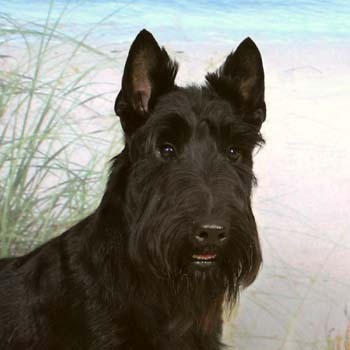  According to the American Kennel Club, which of the following is NOT an acceptable color for the Scottish Terrier?