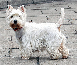  Which of these phrases best describes the westie?