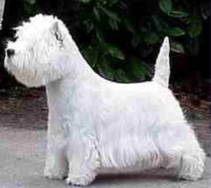  Is regular grooming important for a Westie?