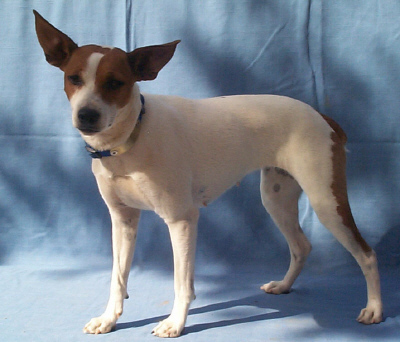  What is the most commonly seen rat terrier color/pattern?