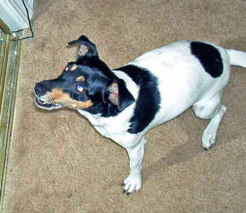  How is a rat Terrier's temperament different from that of a Jack Russell (a breed rat Terriers are often mistaken for)?