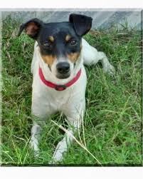 Might a rato terrier be a good choice for households with children?