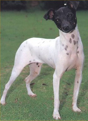  According to the Japan Kennel Club (JKC), planned breeding of Japanese Terriers did not begin until when ?
