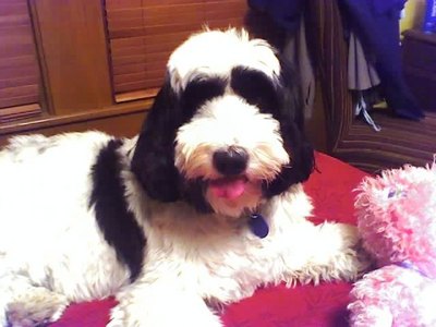  The Tibetan Terriers temperament is alisema to be what ?
