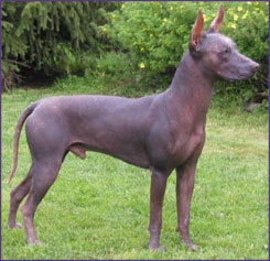  The Mexican Hairless breed ranges in size from about 10 pounds to ____?