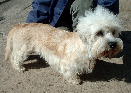  What is the temperament of the Dandie Dinmont terrier ?
