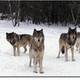 werewolf101's photo