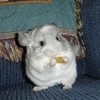 Chinchilla eating something with paws cliff photo