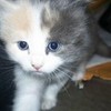 My Cute Kitty TherealAmyRose photo