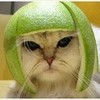 Cute cat with a melon on it