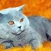 blue cat orangeturnip photo