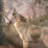 Wolves Randomnessfreak photo