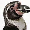 Popero The Humboldt Penguin lovelife324 photo