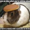 pancake BUNNY! blujester photo